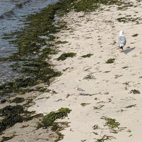 Meet your Posher, Liza - Picture 1 of 1